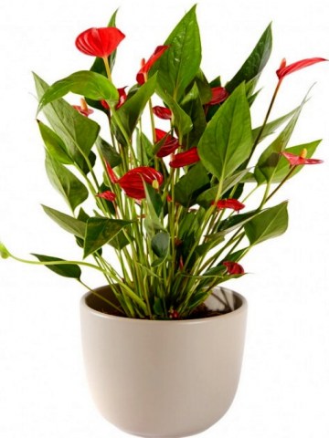 aPlant Anthurium including 43e